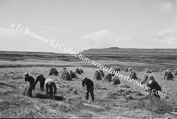 HARVEST AT KILMURVEY